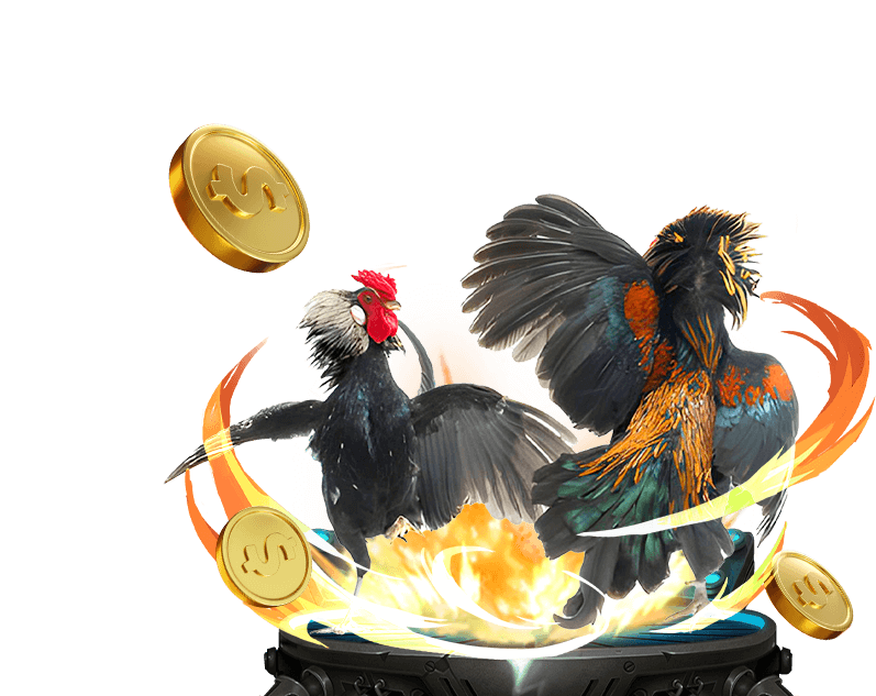 Đá gà trực tiếp SV388 Thomo